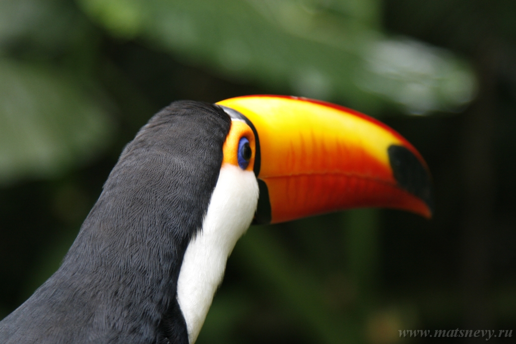 ArgL 2417.jpg - Close-up portrait of the toco toucan. Ramphastos toco.Brazil. Iguazu